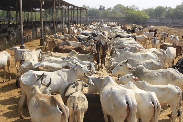 Gau Seva